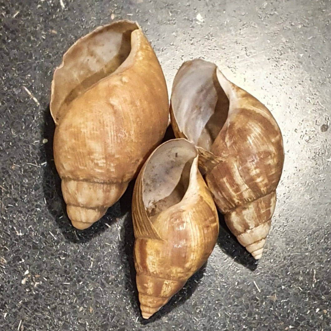 Coquilles geante d escargots ( authentique )